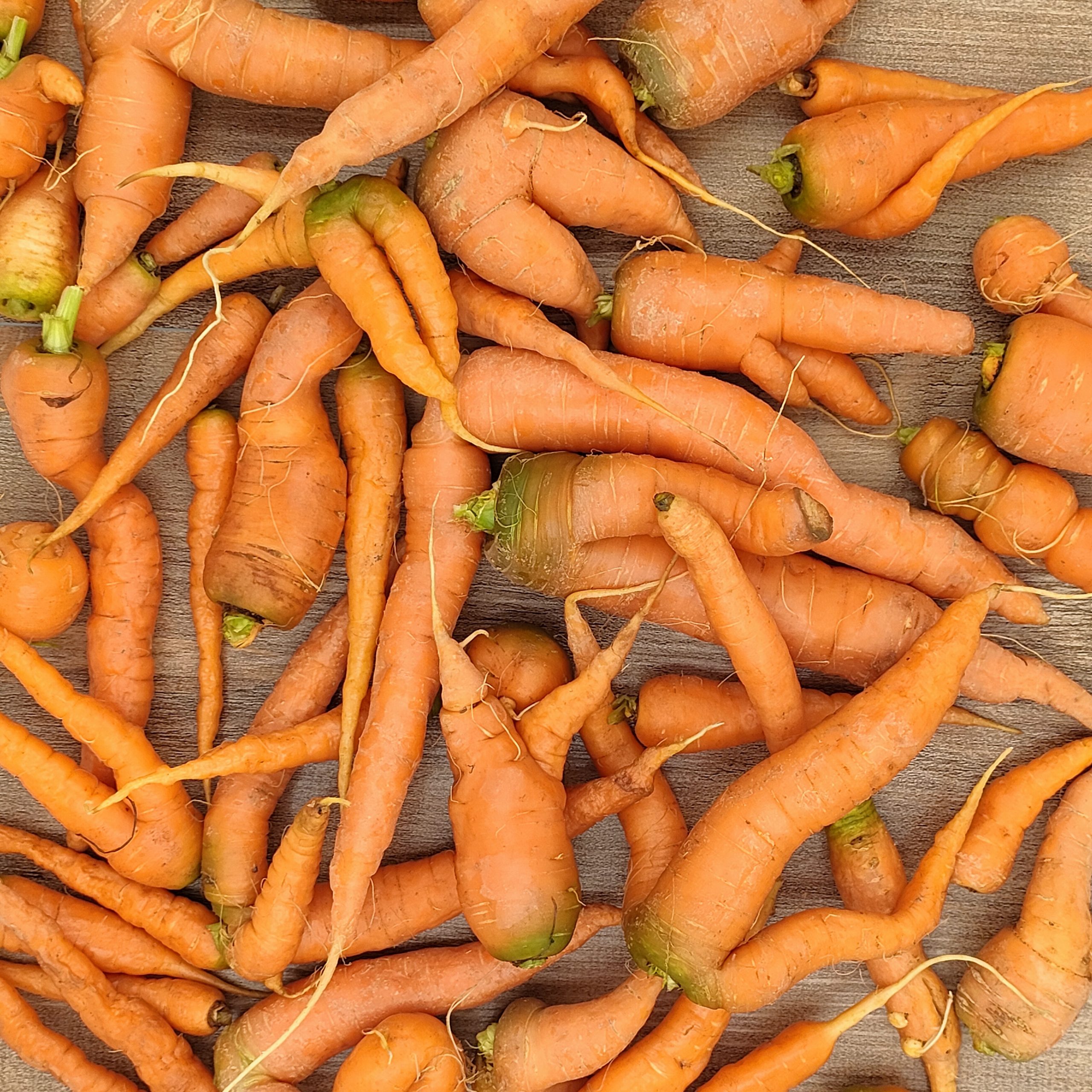 carottes moches