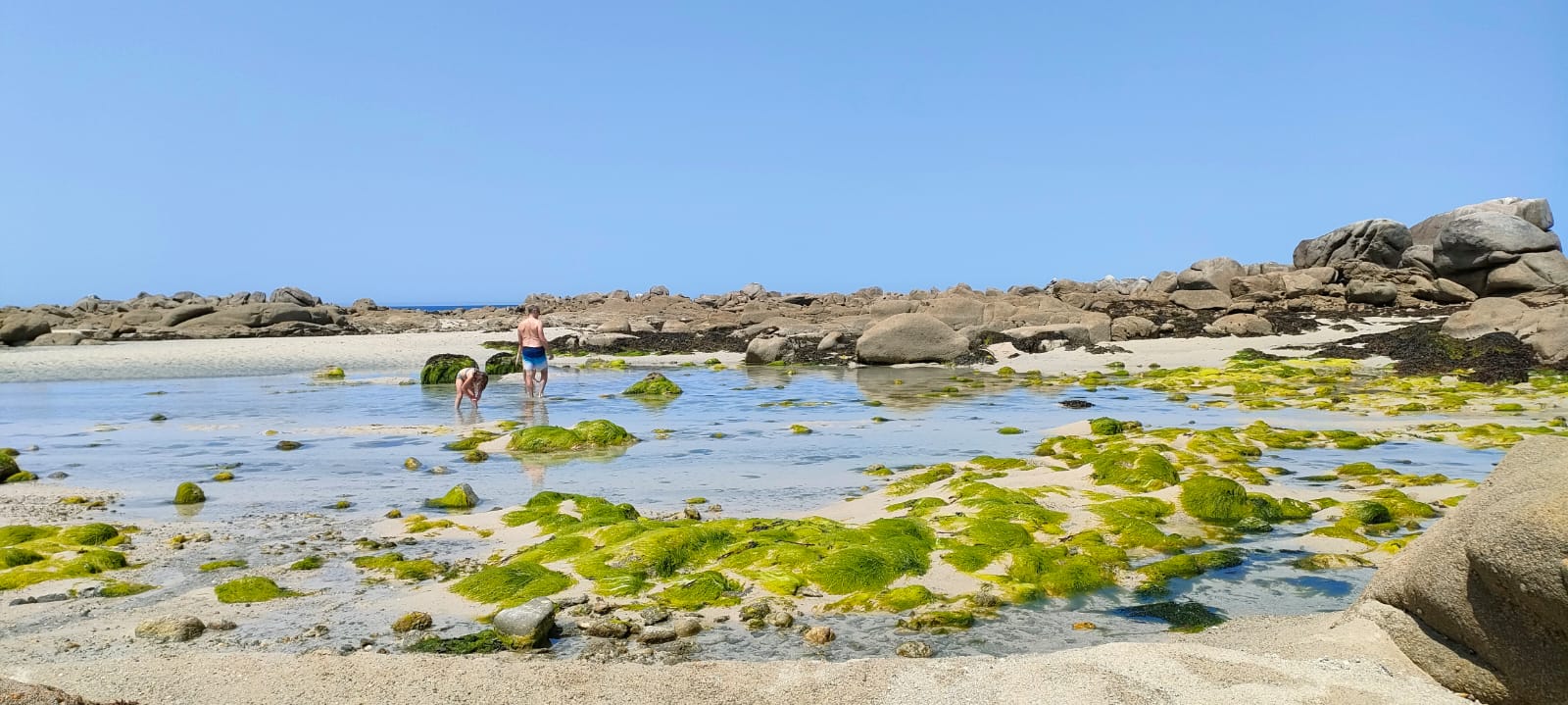 algues Roscoff